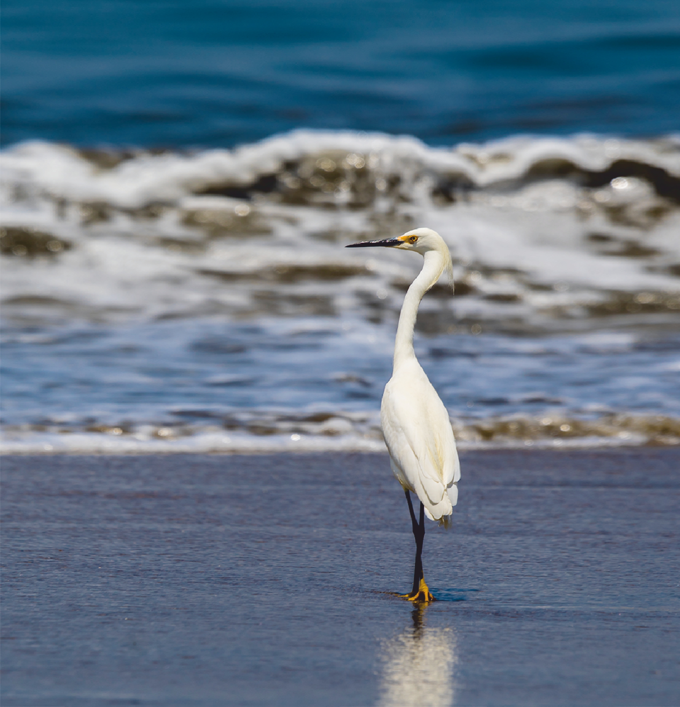 Garza blanca en la bahía El Ferrol